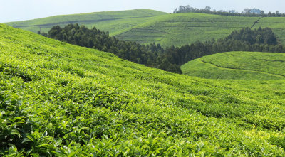 NYUNGWE NATIONAL PARK RWANDA - GISAKURA TEA ESTATE (4).JPG