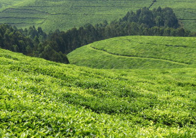 NYUNGWE NATIONAL PARK RWANDA - GISAKURA TEA ESTATE (6).JPG