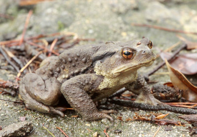 AMPHIBIAN - ASIAN BUFO SPECIES - GUNIUJIANG NATURE RESERVE - ANHUI PROVINCE CHINA (1).JPG