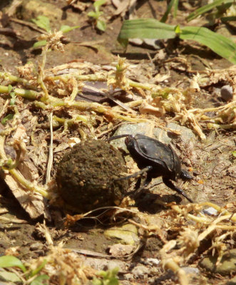 ARTHROPOD - COLEOPTERA - SCARABAEUS SPECIES - MONKEY VALLEY - FUXI VILLAGE NEAR HUANGSHAN CHINA (109).JPG