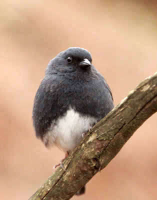 BIRD - BUNTING - SLATY BUNTING - HUANGSHAN NATIONAL PARK - ANHUI PROVINCE CHINA (12).JPG