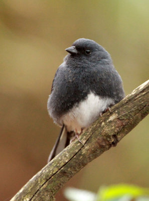 BIRD - BUNTING - SLATY BUNTING - HUANGSHAN NATIONAL PARK - ANHUI PROVINCE CHINA (13).JPG
