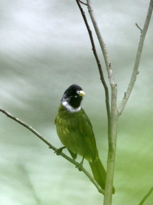 BIRD - COLLARED FINCHBILL - GUNIUJIANG NATURE RESERVE - ANHUI PROVINCE CHINA (1).JPG