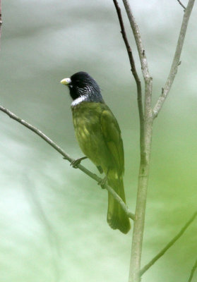 BIRD - COLLARED FINCHBILL - GUNIUJIANG NATURE RESERVE - ANHUI PROVINCE CHINA (3).JPG