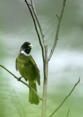 BIRD - COLLARED FINCHBILL - HUANGSHAN NATIONAL PARK - ANHUI PROVINCE CHINA (2).JPG