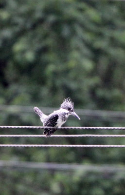 BIRD - KINGFISHER - CRESTED KINGFISHER - GUNIUJIANG NATURE RESERVE - ANHUI PROVINCE CHINA (5).JPG