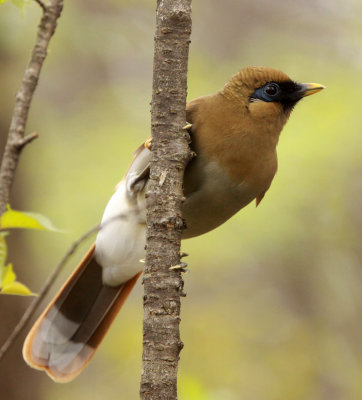 BIRD - LAUGHINGTHRUSH - RUSTY LAUGHINGTHRUSH - HUANGSHAN NATIONAL PARK - ANHUI PROVINCE CHINA (10).JPG