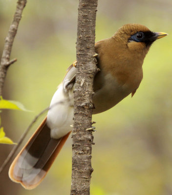 BIRD - LAUGHINGTHRUSH - RUSTY LAUGHINGTHRUSH - HUANGSHAN NATIONAL PARK - ANHUI PROVINCE CHINA (11).JPG