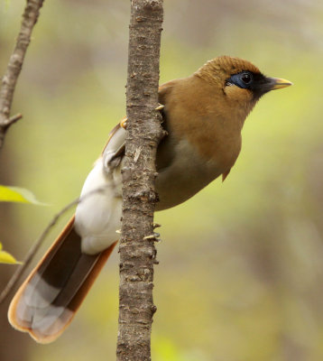 BIRD - LAUGHINGTHRUSH - RUSTY LAUGHINGTHRUSH - HUANGSHAN NATIONAL PARK - ANHUI PROVINCE CHINA (12).JPG