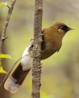 BIRD - LAUGHINGTHRUSH - RUSTY LAUGHINGTHRUSH - HUANGSHAN NATIONAL PARK - ANHUI PROVINCE CHINA (13).JPG
