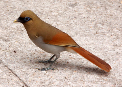 BIRD - LAUGHINGTHRUSH - RUSTY LAUGHINGTHRUSH - HUANGSHAN NATIONAL PARK - ANHUI PROVINCE CHINA (3).JPG