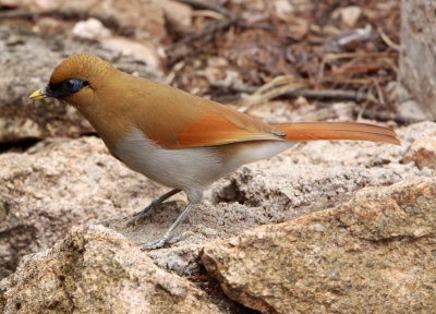 BIRD - LAUGHINGTHRUSH - RUSTY LAUGHINGTHRUSH - HUANGSHAN NATIONAL PARK - ANHUI PROVINCE CHINA (6).JPG