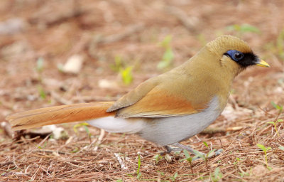 BIRD - LAUGHINGTHRUSH - RUSTY LAUGHINGTHRUSH - HUANGSHAN NATIONAL PARK - ANHUI PROVINCE CHINA (8).JPG