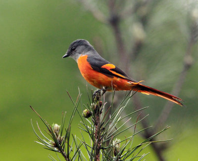 BIRD - MINIVET - GREY-CHINNED MINIVET - GUNIUJIANG NATURE RESERVE - ANHUI PROVINCE CHINA (14).JPG