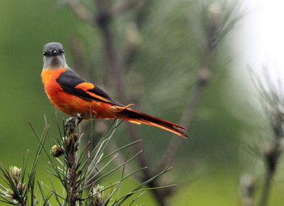 BIRD - MINIVET - GREY-CHINNED MINIVET - GUNIUJIANG NATURE RESERVE - ANHUI PROVINCE CHINA (18).JPG