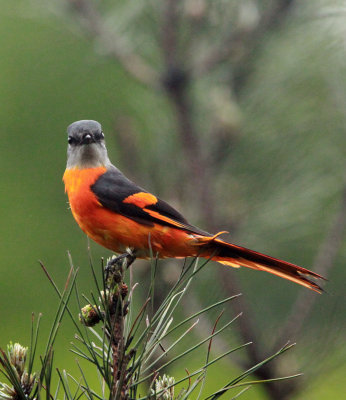 BIRD - MINIVET - GREY-CHINNED MINIVET - GUNIUJIANG NATURE RESERVE - ANHUI PROVINCE CHINA (19).JPG