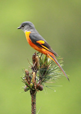 BIRD - MINIVET - GREY-CHINNED MINIVET - GUNIUJIANG NATURE RESERVE - ANHUI PROVINCE CHINA (22).JPG