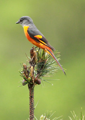 BIRD - MINIVET - GREY-CHINNED MINIVET - GUNIUJIANG NATURE RESERVE - ANHUI PROVINCE CHINA (23).JPG