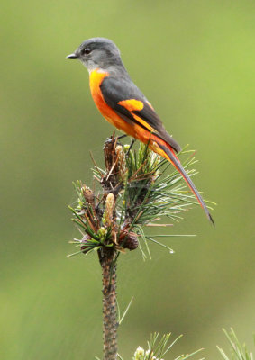BIRD - MINIVET - GREY-CHINNED MINIVET - GUNIUJIANG NATURE RESERVE - ANHUI PROVINCE CHINA (27).JPG