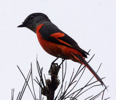 BIRD - MINIVET - GREY-CHINNED MINIVET - GUNIUJIANG NATURE RESERVE - ANHUI PROVINCE CHINA (4).JPG