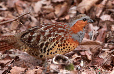 BIRD - PARTRIDGE - CHINESE BAMBOO PARTRIDGE - HUANGSHAN NATIONAL PARK ANHUI PROVINCE CHINA (6).JPG