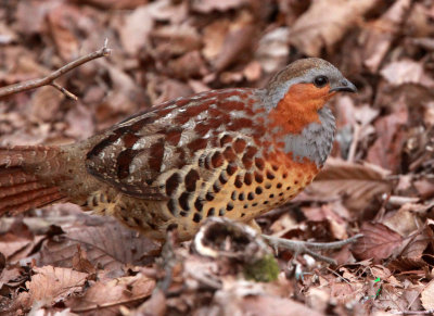 BIRD - PARTRIDGE - CHINESE BAMBOO PARTRIDGE - HUANGSHAN NATIONAL PARK ANHUI PROVINCE CHINA (7).JPG