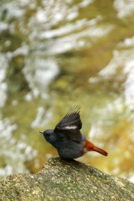 BIRD - REDSTART - PLUMBEOUS WATER REDSTART - GUNIUJIANG NATURE RESERVE - ANHUI PROVINCE CHINA (4).JPG