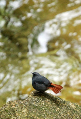 BIRD - REDSTART - PLUMBEOUS WATER REDSTART - GUNIUJIANG NATURE RESERVE - ANHUI PROVINCE CHINA (7).JPG