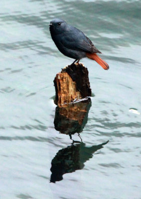 BIRD - REDSTART - PLUMBEOUS WATER REDSTART - HUANGSHAN NATIONAL PARK ANHUI PROVINCE CHINA (10).JPG