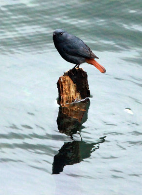 BIRD - REDSTART - PLUMBEOUS WATER REDSTART - HUANGSHAN NATIONAL PARK ANHUI PROVINCE CHINA (11).JPG