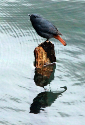 BIRD - REDSTART - PLUMBEOUS WATER REDSTART - HUANGSHAN NATIONAL PARK ANHUI PROVINCE CHINA (13).JPG