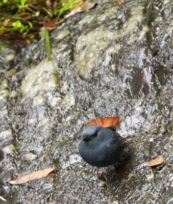 BIRD - REDSTART - PLUMBEOUS WATER REDSTART - HUANGSHAN NATIONAL PARK ANHUI PROVINCE CHINA (5).JPG