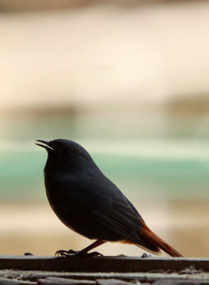 BIRD - REDSTART - PLUMBEOUS WATER REDSTART - MONKEY VALLEY - FUXI VILLAGE NEAR HUANGSHAN CHINA (2).JPG