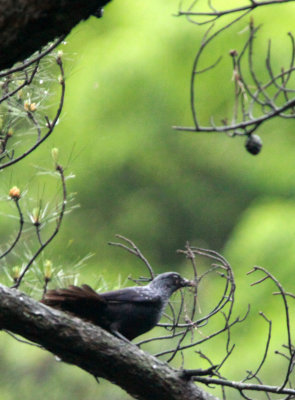 BIRD - THRUSH - BLUE WHISTLING THRUSH - GUNIUJIANG NATURE RESERVE - ANHUI PROVINCE CHINA (4).JPG