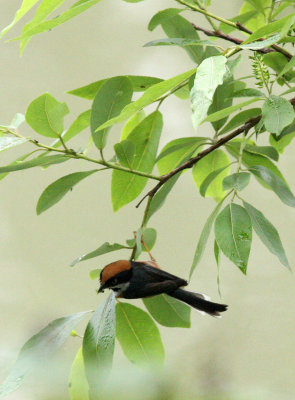 BIRD - TIT - BLACK-THROATED TIT - HONGCUN VILLAGE ANHUI CHINA (10).JPG