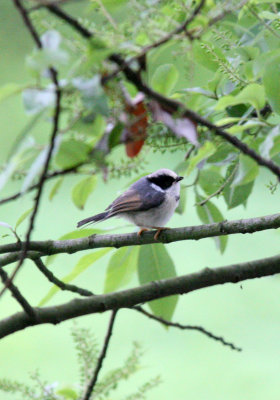 BIRD - TIT - BLACK-THROATED TIT - HONGCUN VILLAGE ANHUI CHINA (12).JPG