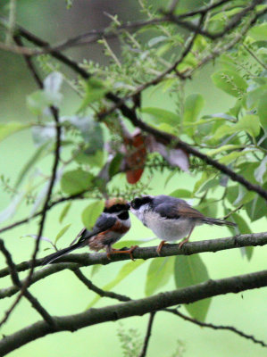 BIRD - TIT - BLACK-THROATED TIT - HONGCUN VILLAGE ANHUI CHINA (18).JPG