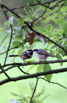 BIRD - TIT - BLACK-THROATED TIT - HONGCUN VILLAGE ANHUI CHINA (21).JPG