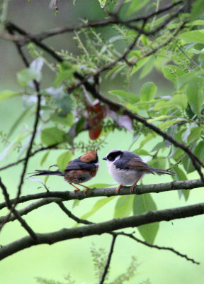 BIRD - TIT - BLACK-THROATED TIT - HONGCUN VILLAGE ANHUI CHINA (22).JPG