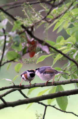 BIRD - TIT - BLACK-THROATED TIT - HONGCUN VILLAGE ANHUI CHINA (28).JPG
