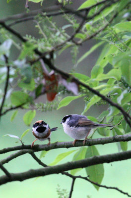 BIRD - TIT - BLACK-THROATED TIT - HONGCUN VILLAGE ANHUI CHINA (29).JPG
