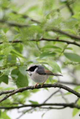 BIRD - TIT - BLACK-THROATED TIT - HONGCUN VILLAGE ANHUI CHINA (3).JPG