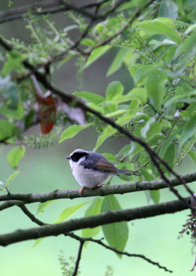 BIRD - TIT - BLACK-THROATED TIT - HONGCUN VILLAGE ANHUI CHINA (31).JPG
