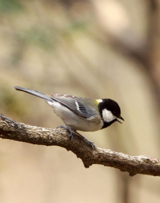BIRD - TIT - GREAT TIT - HUANGSHAN NATIONAL PARK - ANHUI PROVINCE CHINA (2).JPG