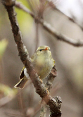 BIRD - WARBLER - TWO-BARRED WARBLER - NEEDS ID - HUANGSHAN NATIONAL PARK - ANHUI PROVINCE CHINA (1).JPG
