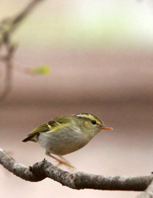 BIRD - WARBLER - TWO-BARRED WARBLER - NEEDS ID - HUANGSHAN NATIONAL PARK - ANHUI PROVINCE CHINA (10).JPG