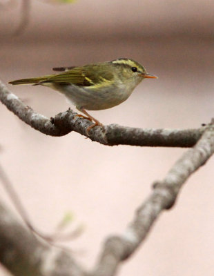 BIRD - WARBLER - TWO-BARRED WARBLER - NEEDS ID - HUANGSHAN NATIONAL PARK - ANHUI PROVINCE CHINA (11).JPG