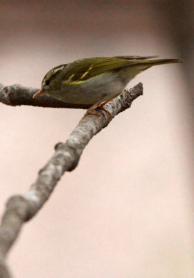 BIRD - WARBLER - TWO-BARRED WARBLER - NEEDS ID - HUANGSHAN NATIONAL PARK - ANHUI PROVINCE CHINA (3).JPG