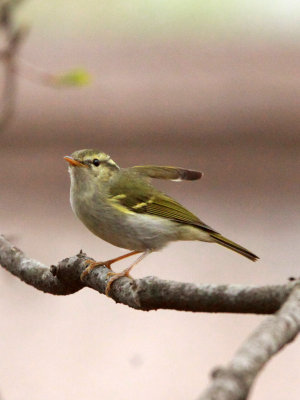 BIRD - WARBLER - TWO-BARRED WARBLER - NEEDS ID - HUANGSHAN NATIONAL PARK - ANHUI PROVINCE CHINA (6).JPG