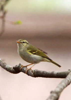 BIRD - WARBLER - TWO-BARRED WARBLER - NEEDS ID - HUANGSHAN NATIONAL PARK - ANHUI PROVINCE CHINA (7).JPG